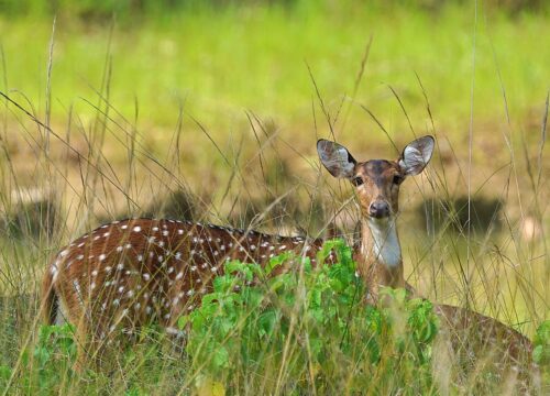 Tadoba: Introduction