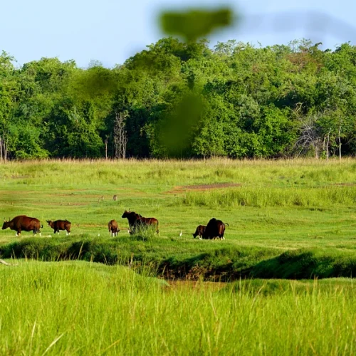 Herd of Indian Bisons