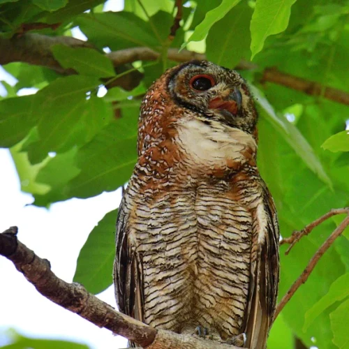 Mottled Owl