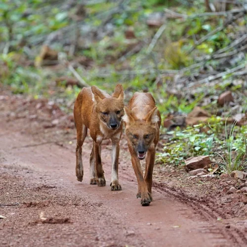 Asian Wild Dogs