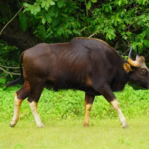 Indian Bison