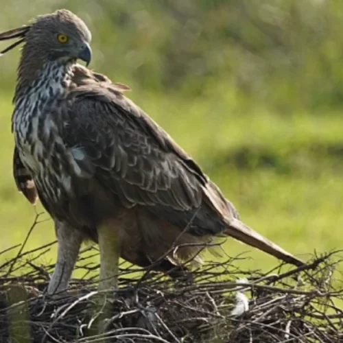 Changing Hawk Eagle