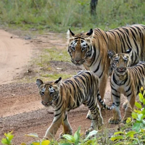 Choti Rani & Cubs