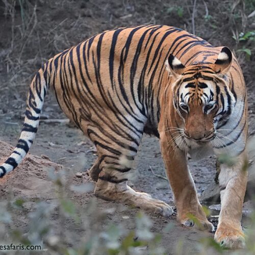 Kuwani Tigress1