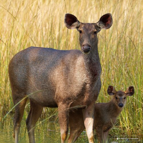 Sabar Deerwith calf