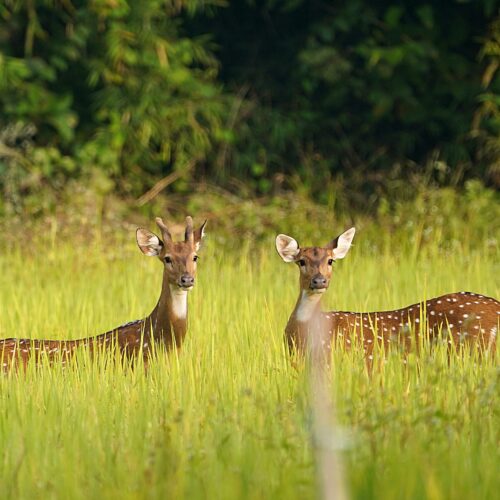 Spotted Deer